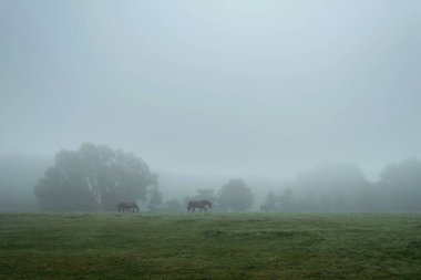 puslu kırsal manzara  