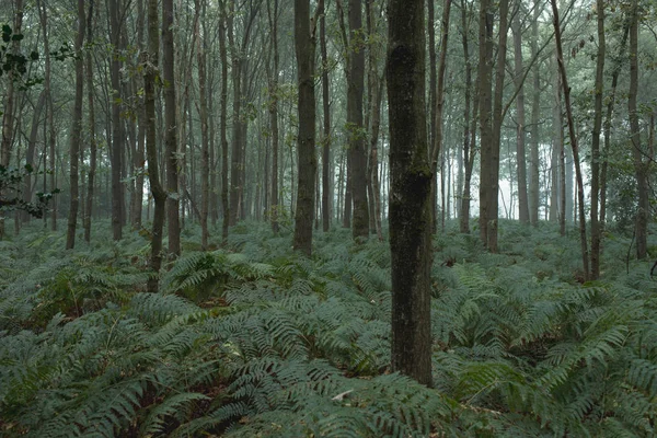 Trädstammar och ormbunkar — Stockfoto
