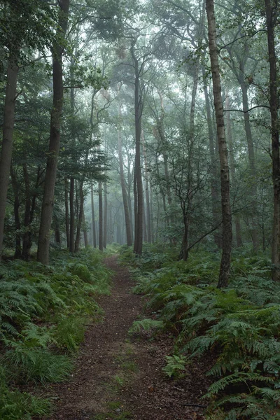 Ködös erdő út — Stock Fotó
