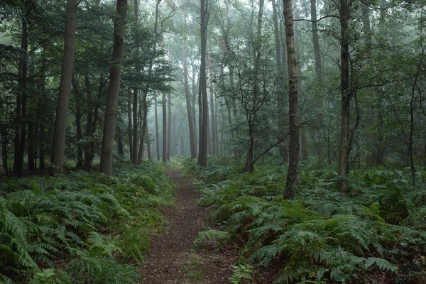Ködös erdő út — Stock Fotó