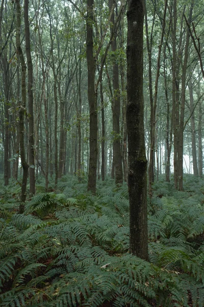 Troncos e samambaias — Fotografia de Stock