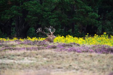 Sarı çiçekli alanındaki oturan geyik 