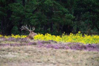 Sarı çiçekli alanındaki oturan geyik 