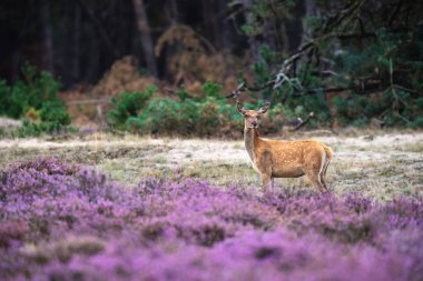 moorland çiçek açan heather ile geyik