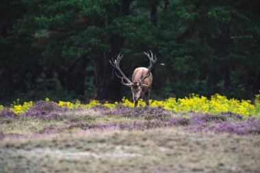 Kızıl geyik işaretleme zemin 