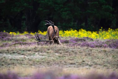 Kızıl geyik işaretleme zemin 