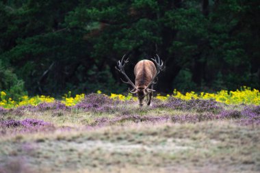 Kızıl geyik işaretleme zemin 