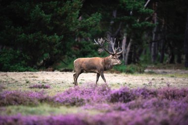 moorland çiçek açan heather ile geyik