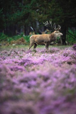 moorland çiçek açan heather ile geyik