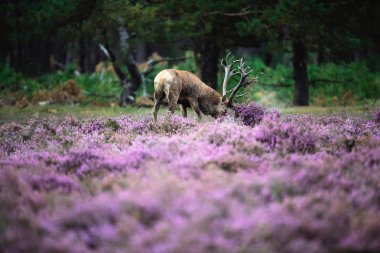 Kızıl geyik boynuzları ile savurma  