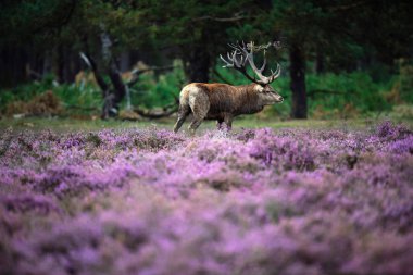 geyik boynuzları heather adet