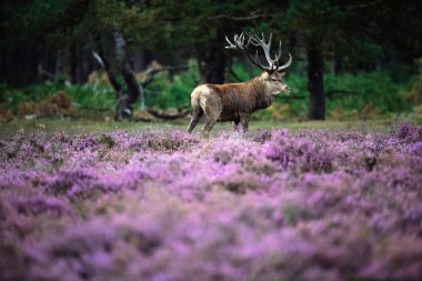 çiçek açan moorland geyik