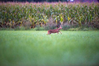 Sahada çalışan geyik 