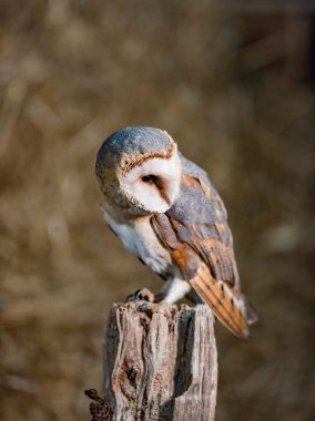 peçeli baykuş yayında 