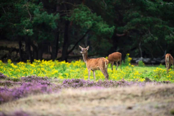 Cerfs dans le champ avec des fleurs jaunes — Photo