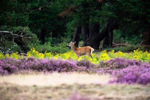 Sarı çiçekli alanında genç geyik 