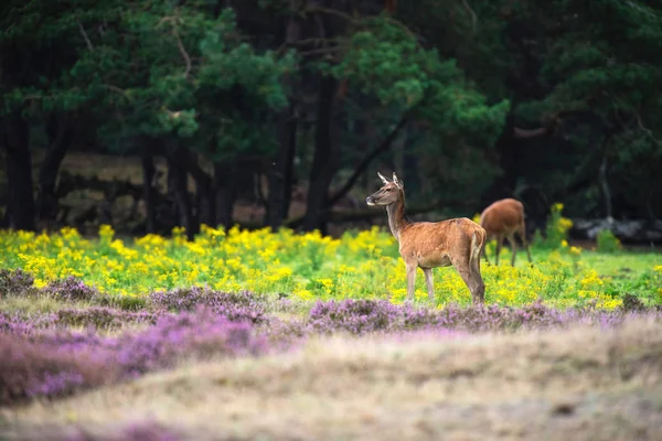 Herten in veld met gele bloemen — Stockfoto