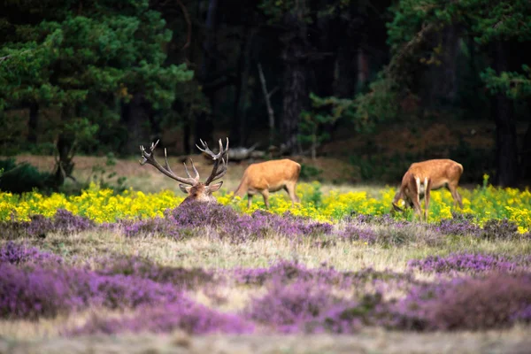 Cerf assis dans la bruyère en fleurs — Photo