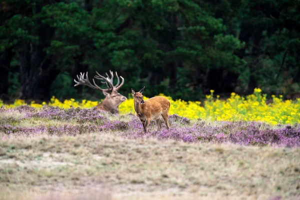 moorland geyik ile geyik 