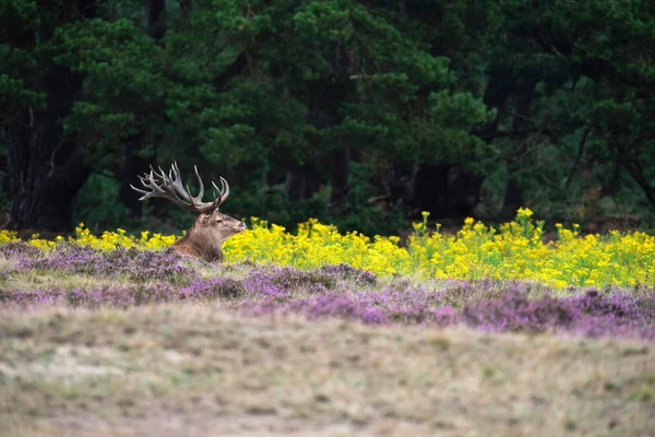 Sarı çiçekli alanındaki oturan geyik 