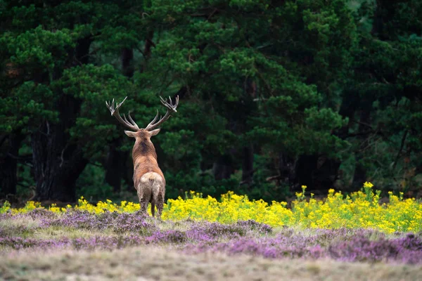 moorland çiçek açan heather ile geyik