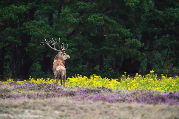 moorland çiçek açan heather ile geyik 