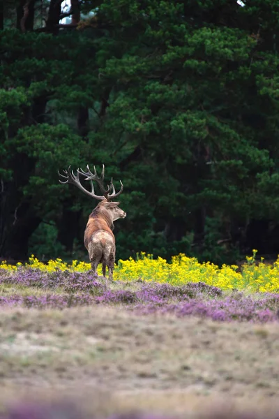moorland çiçek açan heather ile geyik 