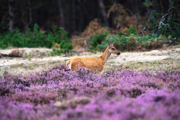 Herten in heidegebied met bloeiende heide — Stockfoto