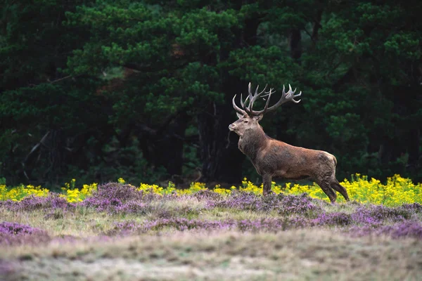 geyik çiçeklenme heather ve sarı çiçek