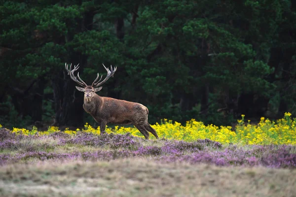 geyik çiçeklenme heather ve sarı çiçek
