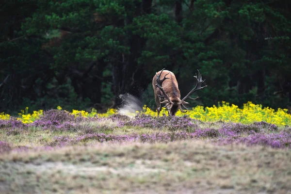 Cervo graffiare nel terreno — Foto Stock