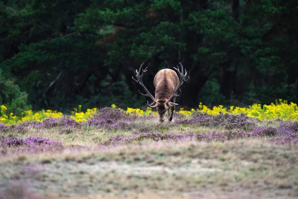 Kızıl geyik işaretleme zemin 