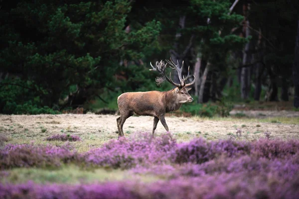 moorland çiçek açan heather ile geyik
