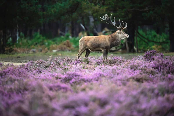 moorland çiçek açan heather ile geyik