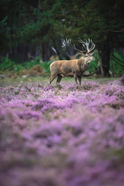 moorland çiçek açan heather ile geyik