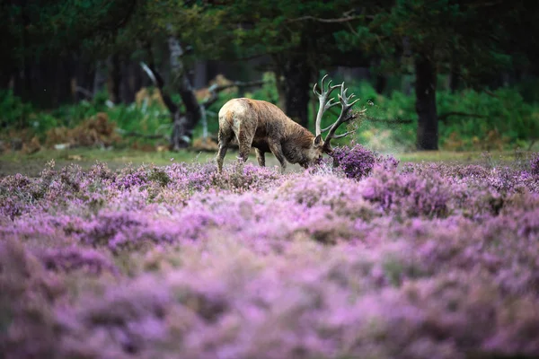 Kızıl geyik boynuzları ile savurma  