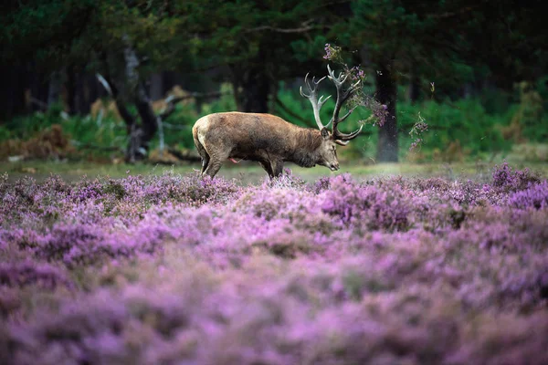 geyik boynuzları ile savurma