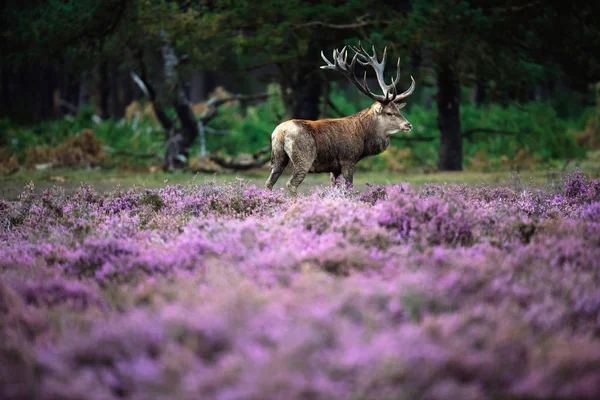 Cervo nella brughiera fiorita — Foto Stock