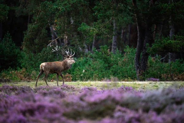 Rehe laufen über Moor — Stockfoto