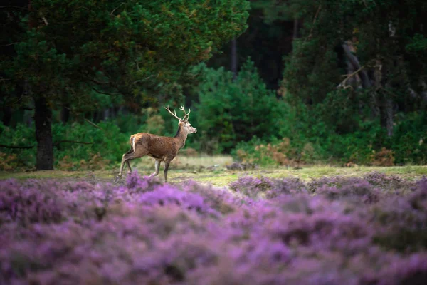 çiçek açan moorland çalıştıran geyik