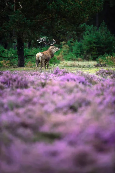 çiçek açan moorland geyik