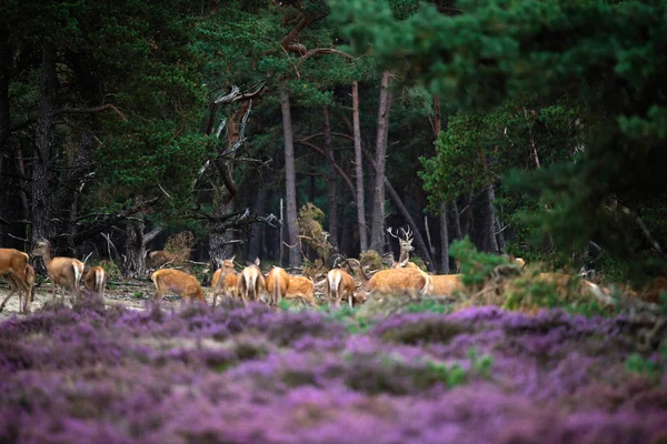 Cerfs en lisière de forêt — Photo