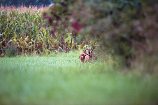 Cerfs avec des veaux au bord des buissons — Photo