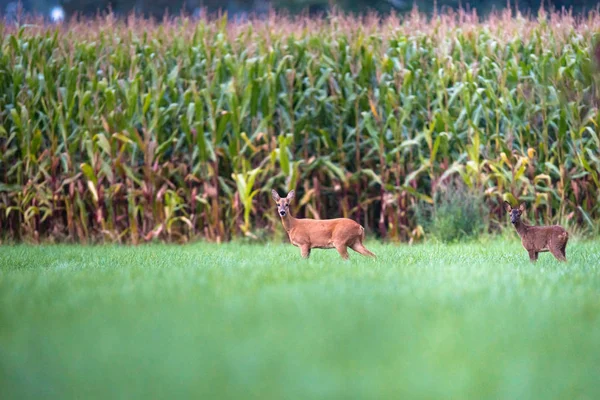 Ciervos con ternera en el prado —  Fotos de Stock
