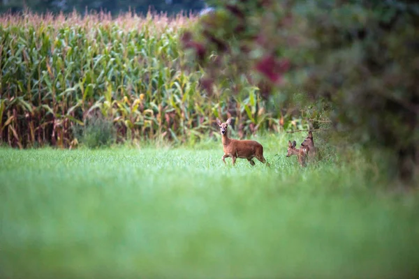 Cerfs avec des veaux au bord des buissons — Photo