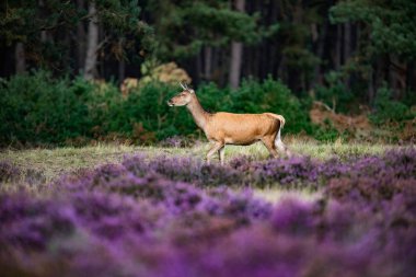 dişi kırmızı geyik 