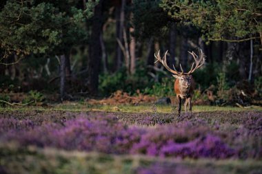 çiçek açan çayır üzerinde geyik duran