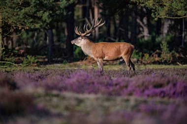 çiçek açan çayır üzerinde geyik duran