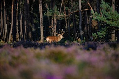çiçek açan çayır üzerinde geyik duran