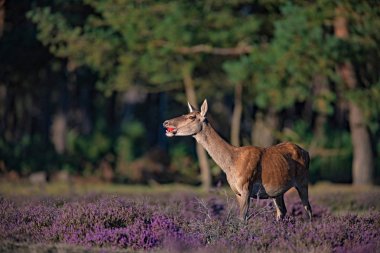 ağız içinde kırmızı elma ile geyik